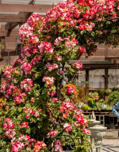 Vista 5 de Plantas vivas de rosas trepadoras, rosales listos para plantar, sin maceta, podados, bien enraizados, de 6 a 8 meses de edad (Fourth of July)