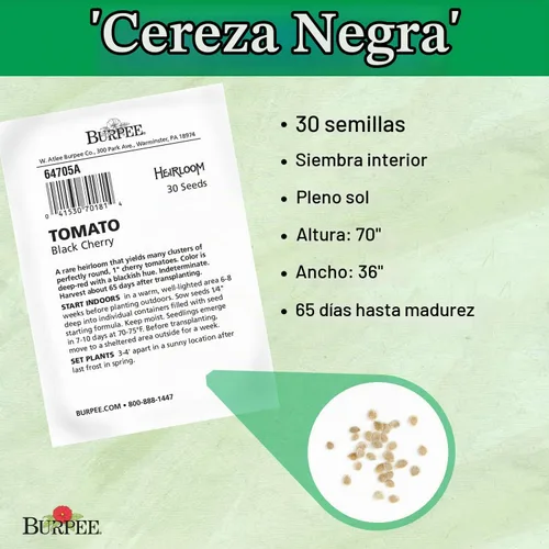 Vista 3 de Burpee Tomate 'Black Cherry' - Tomate cereza púrpura, sabor dulce y rico, 30 semillas Cereza Negra