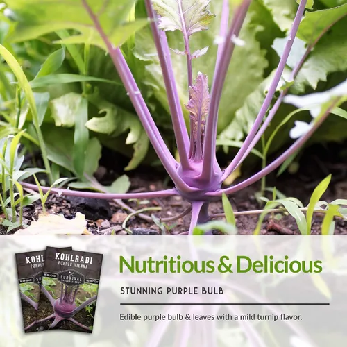 Vista 4 de Survival Garden Seeds - Semilla de colinabo púrpura de Viena para plantar - Paquete con instrucciones para plantar y cultivar verduras crucíferas
