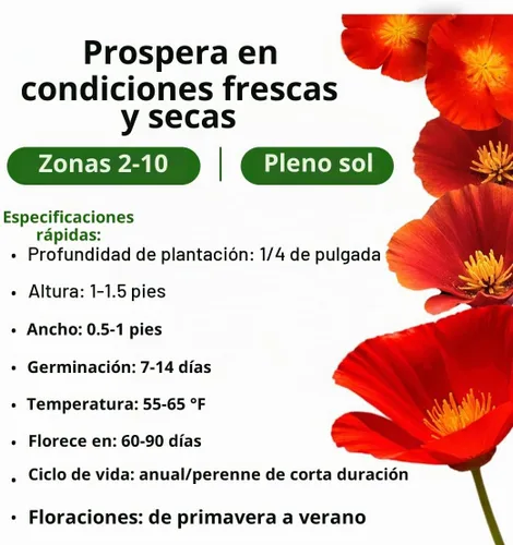 Vista 3 de HOME GROWN Red Chief California Poppy Seeds, 2500 Eschscholzia californica