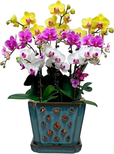 Vista 11 de W&W Ceramic Orchid Pot with Holes and Saucer for Repotting, Blue, 7" Azul