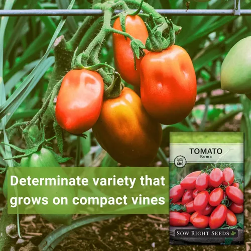 Vista 3 de Sembrar semillas adecuadas: semillas de tomate Roma para plantar variedad heredada determinada Popular non-GMO plum tomatoes for planting
