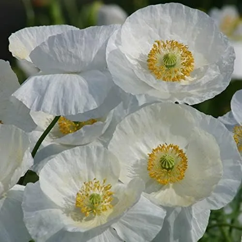 Vista 12 de Park Seed Semillas de plantas de flores de amapola, fáciles de cultivar, perfectas para jardín de primavera, gris increíble, paquete de 100