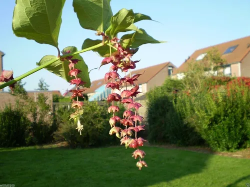 Vista 2 de Leycesteria formosa Semillas - Madreselva del Himalaya, nuez moscada floreciente, Shub tropical (1000 semillas)
