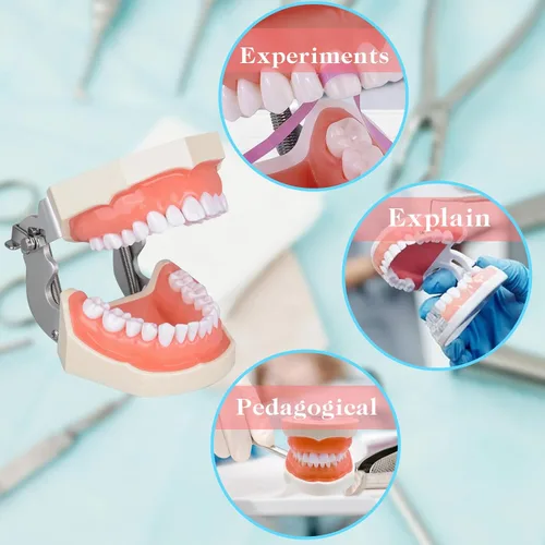Vista 6 de Modelo de dientes Typodont con dientes extraíbles, modelo de dientes dentales adecuado para enseñanza, práctica y estudio, con un destornillador