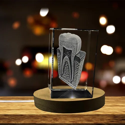 Vista 2 de Tooth are Recuerdo de cristal grabado en 3D Regalo para dentista Coleccionable Recuerdo Regalo personalizado de fotos de cristal 3D