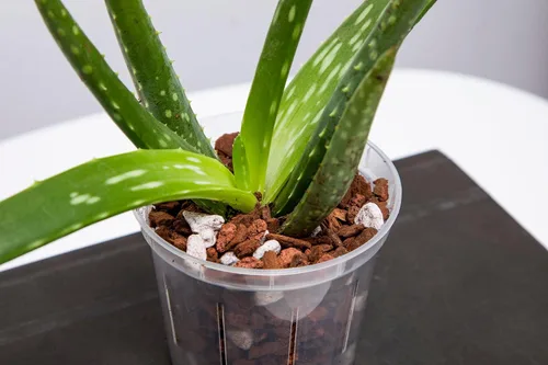 Vista 4 de rePotme Surtido de Cultivadores de Macetas para Orquídeas (4 Macetas Transparentes Ranuradas para Orquídeas - 1 de Cada una de 3, 4, 5, 6 Pulgadas)