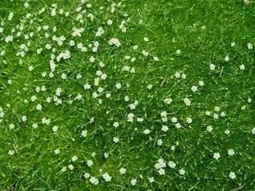 Vista 2 de Musgo Irlandés "Sagina Subulata" 100 Semillas