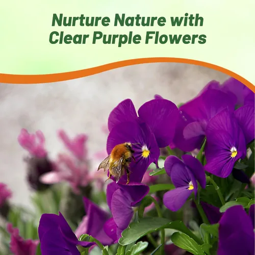 Vista 4 de Outsidepride Semillas de pensamiento de viola púrpura transparente para plantar, 50 unidades. Flores bienales, resistentes al frío y aptas