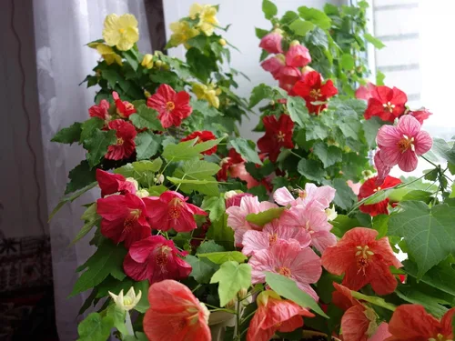 Vista 3 de Semillas Flores Floración Arce Mix Interior Abutilon Ornamental - 50 Semillas