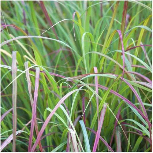 Vista 2 de Everwilde Farms - Semillas de hierba nativa Little Bluestem de 1 onza - Gold Vault