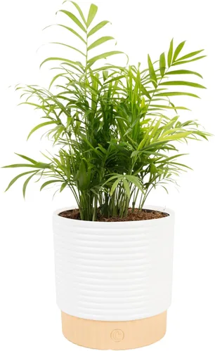 Vista 17 de Costa Farms Planta viva de palma de bambú en maceta decorativa, planta de interior grande purificadora de aire, perfecta para decoración del hogar