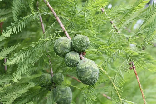 Vista 5 de Southern Bald Cypress Tree Semillas Premium Taxodium distichum 'Summer' Plants'® (Semillas premium, 10)
