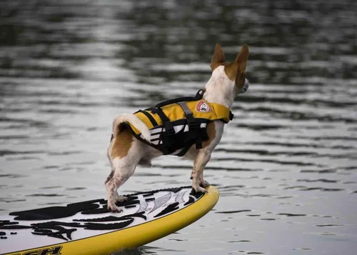 Vista 3 de EzyDog DFD Micro - Chaleco salvavidas para perros pequeños, chaleco de seguridad para nadar ajustable para perros de menos de 15 libras con ribete