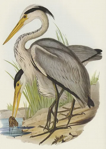 Vista 20 de Canguros australianos John Gould Counted Patrón de punto de cruz