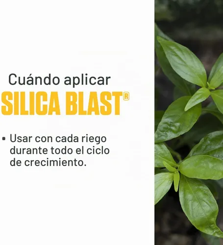 Vista 5 de Botanicare SILICA BLAST suplemento de planta fórmula 0-0-0.5, 1 galón, Sencillo