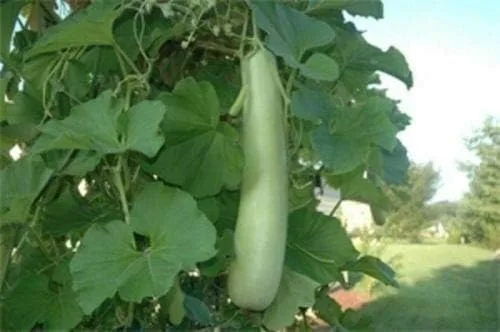 Vista 2 de Edịble Botella Larga Calabaza Séwds/Asiático Indian Opo Squash/Dudi/Calabash/Melón Largo - 10 Seeds_Easy_Grow