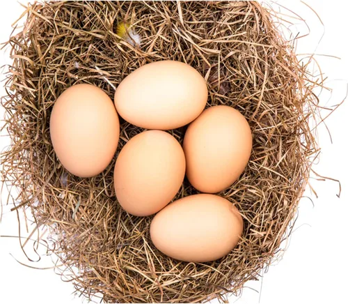 Vista 3 de Geiserailie Huevos falsos de cerámica, 24 unidades, manualidades, para ayudar a gallina ponedora, caja de anidación, herramienta agrícola (marrón)