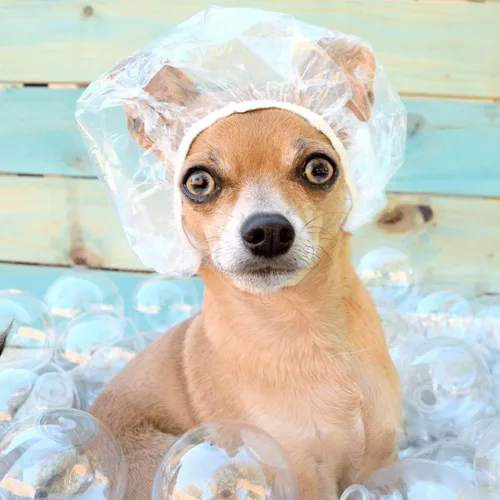 Vista 5 de 100 piezas de gorro de ducha para perro, cubiertas desechables para las orejas de perro, tapas de ducha desechables de plástico para perros