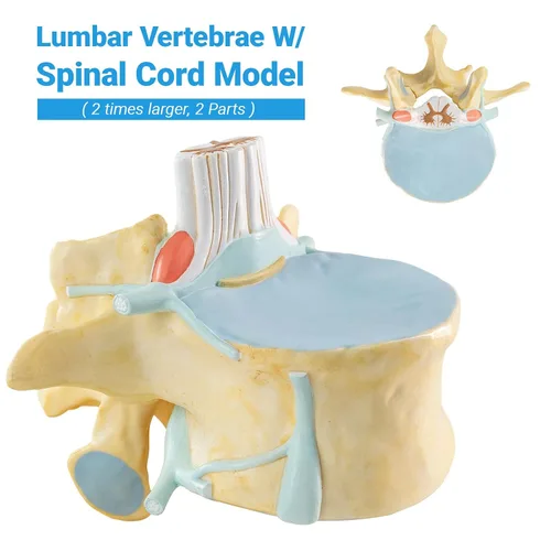Vista 2 de EVOTECH SCIENTIFIC Modelo de vértebra lumbar humana agrandada con médula espinal y equina cauda – 2 veces 2 piezas modelo de columna vertebral