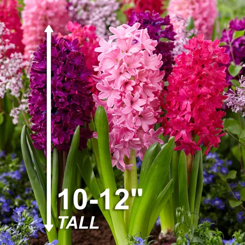 Vista 3 de Garden State Bulb - Bombillas de jacinto de mezcla rosa, 14/15 cm, fragantes (bolsa de 25)