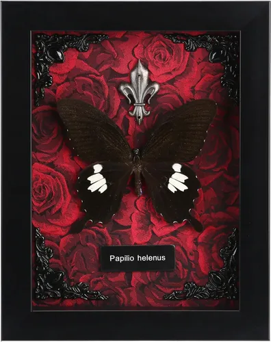 Vista 8 de Taxidermia de mariposas enmarcadas - Caja de sombra con mariposas, mariposas reales enmarcadas en una caja para estética de decoración del hogar