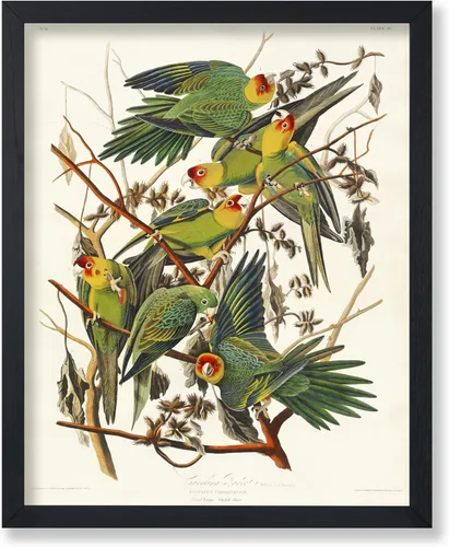 Vista 32 de Poster Master Póster vintage de James Audubon – Impresión retro de amargo americano – Arte de aves de América – Regalo para hombres, mujeres
