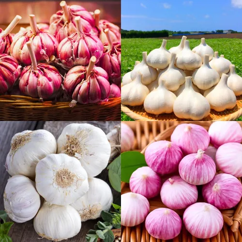 Vista 2 de Ajo de 1 libra para plantar en otoño, cuello duro, 8-10 bulbos de ajo rojo Chesnok para plantar, paquete variado de bulbos frescos y de alto