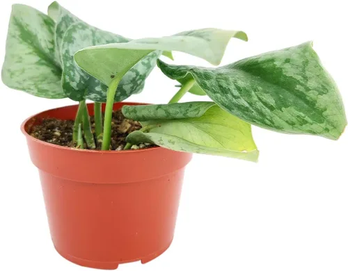 Vista 2 de Silver Splash Pothos - Scindapsus Pictus 'Exotica' (maceta cultivadora de 4 pulgadas) – Planta de interior fácil de cultivar – Planta