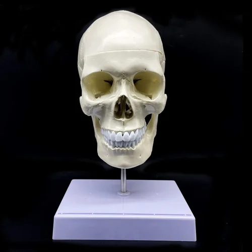 Vista 7 de Cráneo humano con cerebro y vértebra cervical Modelo anatómico Anatomía de tamaño real para estudio de aula de ciencias Modelo de enseñanza