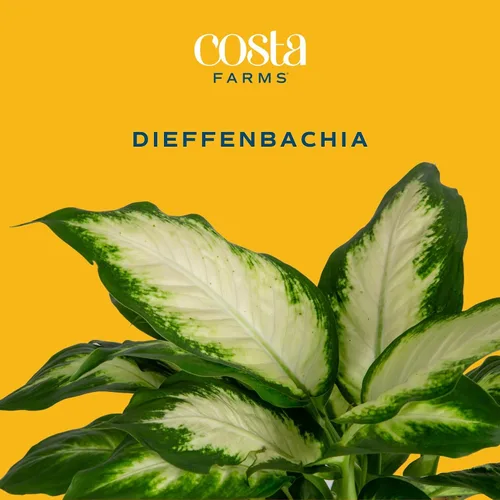 Vista 3 de Costa Farms Dieffenbachia, planta de interior viva, fácil cuidado Maceta de jardín