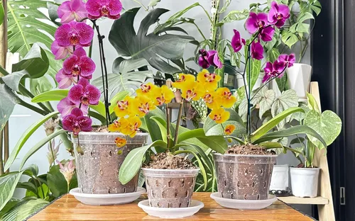 Vista 7 de DESOMINOR Maceta de orquídea transparente, macetas de plástico de 4.8 pulgadas, 5.6 pulgadas y 7 pulgadas con agujeros y platillos, macetas