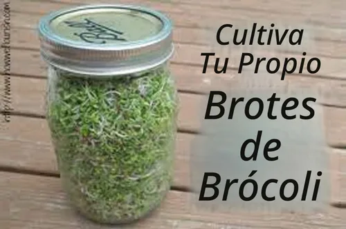 Vista 3 de Semillas de brócoli para brotar brotes Microgreens