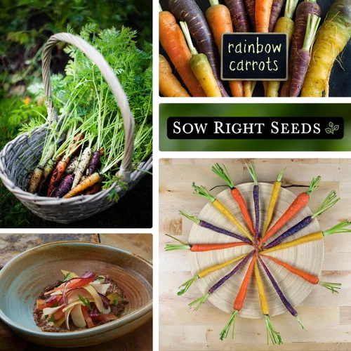 Vista 4 de Sow Right Seeds - Semillas de zanahoria Rainbow Mix para plantar - Paquete de reliquia sin OMG con instrucciones para plantar un huerto casero