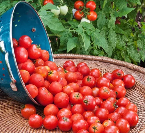 Vista 3 de Semillas Verduras de Tomate Rojo - 50 Semillas