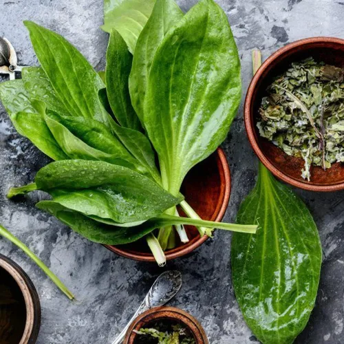 Vista 6 de 500 semillas de plátano de hoja ancha Plantago Major Semillas de plantas médicas orgánicas sin OMG para jardín privado de rápido crecimiento bajo