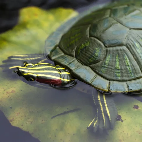 Vista 5 de Increíble criatura tortuga deslizante de orejas rojas