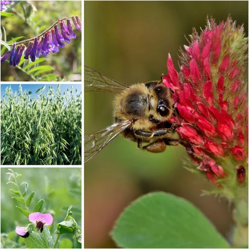 Vista 2 de Sustainable Seed Co Cover Crop Seed Mix Organic 1 lb ~ 6,800 Semillas Pollinator & Bee Friendly Cover Crop Mix - Clover Cover Crop Blend