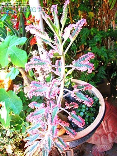 Vista 3 de Nuevas semillas frescas de planta Kalanchoe delagoensis azul 100pcs Generic