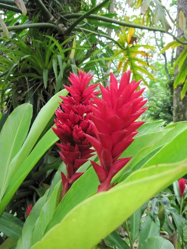 Vista 5 de Raíz de planta de jengibre rojo hawaiano ~ Grow Hawaii