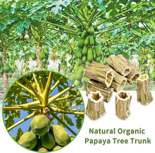 Vista 2 de Fhiny Juguetes masticables de conejo, 8 piezas de palitos masticables de madera de papaya natural de 2 pulgadas, golosinas para el cuidado dental