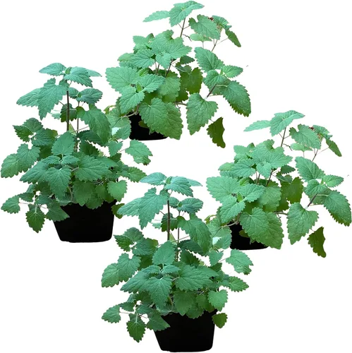 Vista 10 de Hierba aromática y comestible viva, lavanda (4 por paquete), potenciador natural del sueño, 6 pulgadas de alto por 4 pulgadas de ancho en 1 pinta