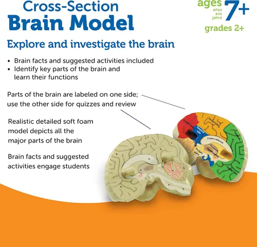 Vista 6 de Learning Resources, maqueta del cerebro con corte transversal