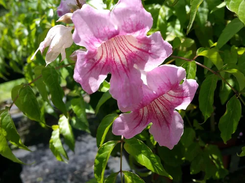 Vista 3 de Queen of Sheba Podranea Vine Planta tropical viva de gran crecimiento en expansión Scrambler Fragante Rosa Trompeta Flores Tamaño Starter Pot