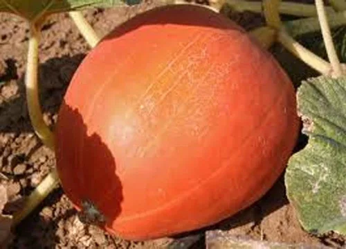 Vista 2 de Calabaza, semillas de calabaza Jack O Lantern, reliquia, sin OMG, 100 semillas