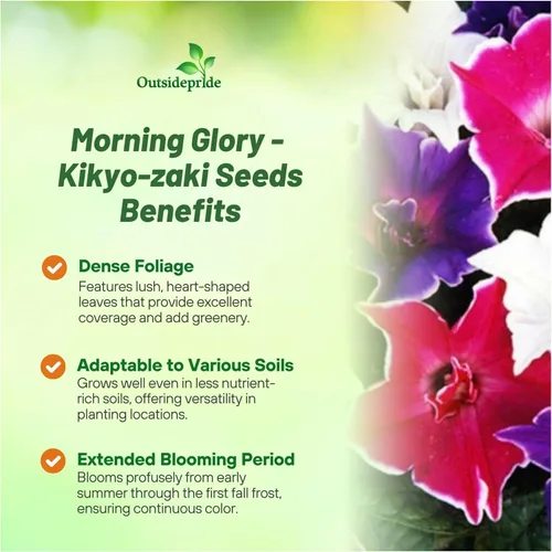 Vista 3 de Outsidepride Kikyo-Zaki Morning Glory Seeds - 50 unidades. Semillas anuales, trepadoras y enredaderas para plantar flores grandes