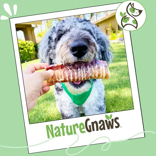 Vista 7 de Nature Gnaws Masticables de tráquea de ternera para perros de 3 pulgadas (12 unidades) – Huesos masticables naturales crujientes de larga duración
