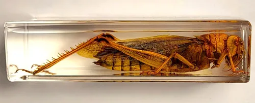 Vista 38 de 44mm Hormiga gigante tropical real en resina de lucita transparente cristalina, espécimen preservado Pseudoneoponera Rufipes, taxidermia