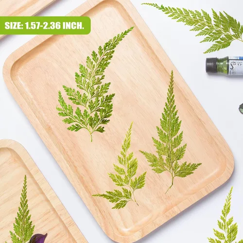Vista 7 de ALJ Hojas de helecho secas reales, 42 hojas de helechos prensadas amarillas naturales para arte de resina, decoración de adornos de manualidades