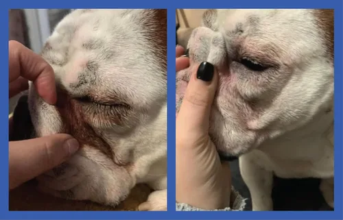 Vista 9 de Squishface Pasta antiarrugas – Bulldog, bulldog francés, pug, bulldog inglés – Limpia arrugas, manchas de lágrimas, bolsillos de cola y patas